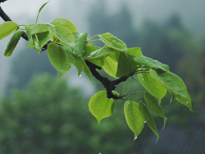 清明.缅怀 | 平书宪专栏：清明雨