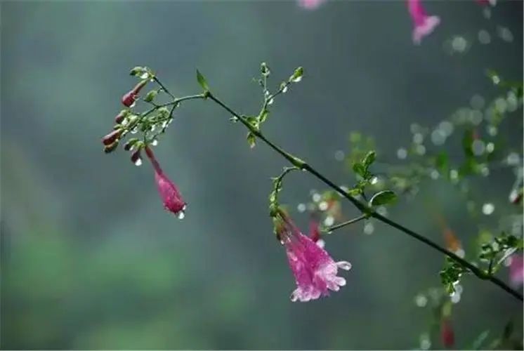 【2023优秀诗歌年选205】郁郁的雨（散文诗2篇）||平书宪