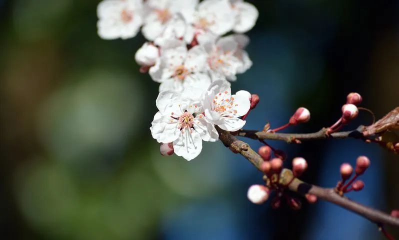 21世纪河南作家系列研究工程 | 河南小小说二十家之平萍